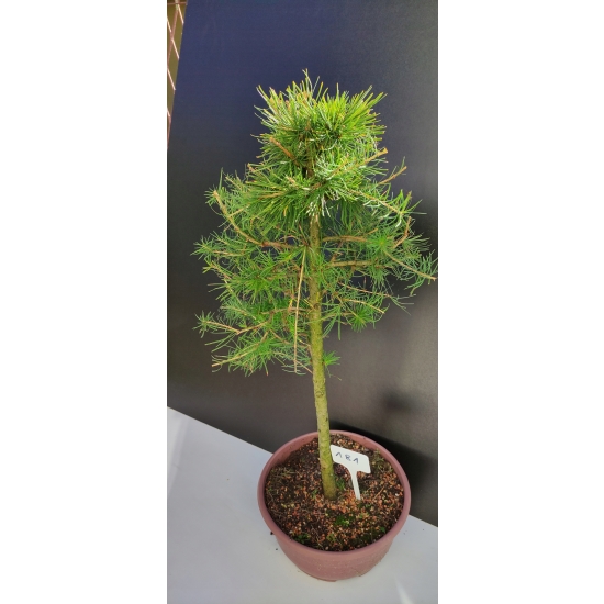 Żywe Drzewko Bonsai Modrzew Europejski Larix Decidua Prezent 10-letni 181