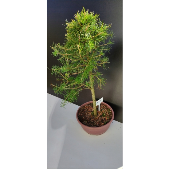 Żywe Drzewko Bonsai Modrzew Europejski Larix Decidua Prezent 10-letni 181