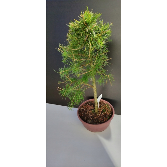 Żywe Drzewko Bonsai Modrzew Europejski Larix Decidua Prezent 10-letni 181