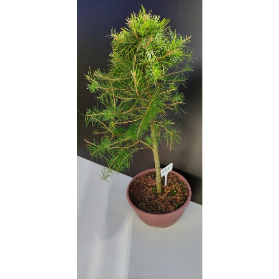 Żywe Drzewko Bonsai Modrzew Europejski Larix Decidua Prezent 10-letni 181