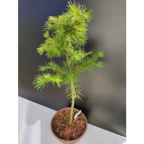 Żywe Drzewko Bonsai Modrzew Europejski Larix Decidua Prezent 10-letni 183