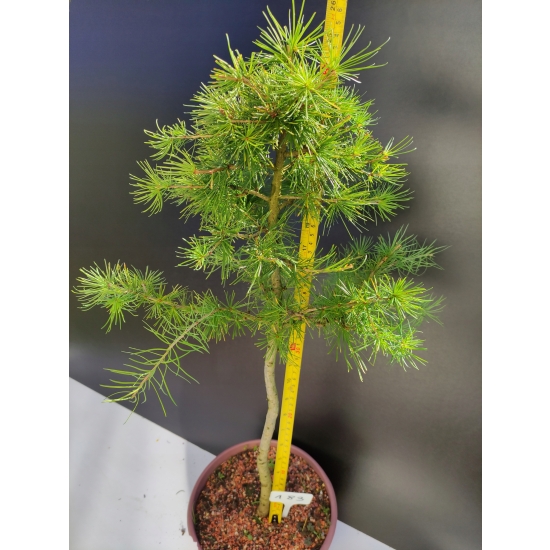 Żywe Drzewko Bonsai Modrzew Europejski Larix Decidua Prezent 10-letni 183