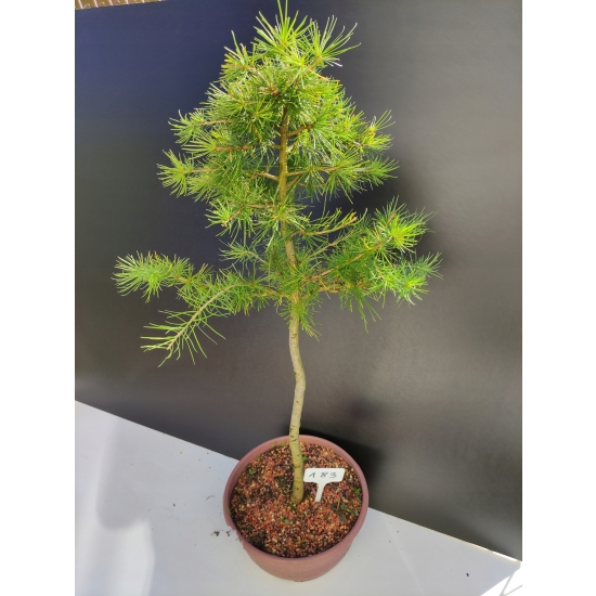 Żywe Drzewko Bonsai Modrzew Europejski Larix Decidua Prezent 10-letni 183