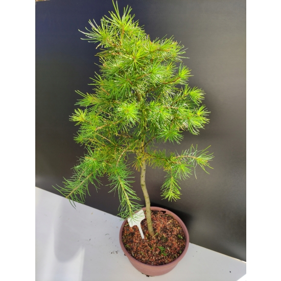 Żywe Drzewko Bonsai Modrzew Europejski Larix Decidua Prezent 10-letni 183