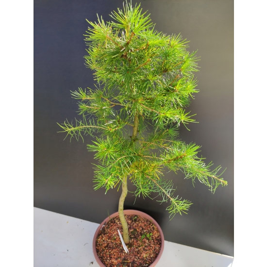 Żywe Drzewko Bonsai Modrzew Europejski Larix Decidua Prezent 10-letni 183