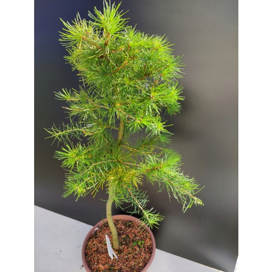 Żywe Drzewko Bonsai Modrzew Europejski Larix Decidua Prezent 10-letni 183