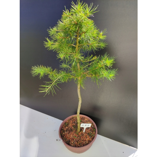 Żywe Drzewko Bonsai Modrzew Europejski Larix Decidua Prezent 10-letni 183