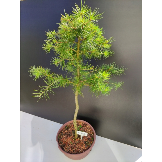 Żywe Drzewko Bonsai Modrzew Europejski Larix Decidua Prezent 10-letni 183