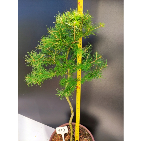 Żywe Drzewko Bonsai Modrzew Europejski Larix Decidua Prezent 10-letni 129