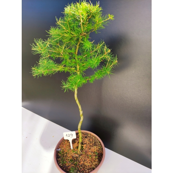Żywe Drzewko Bonsai Modrzew Europejski Larix Decidua Prezent 10-letni 129