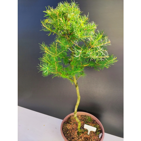 Żywe Drzewko Bonsai Modrzew Europejski Larix Decidua Prezent 10-letni 129