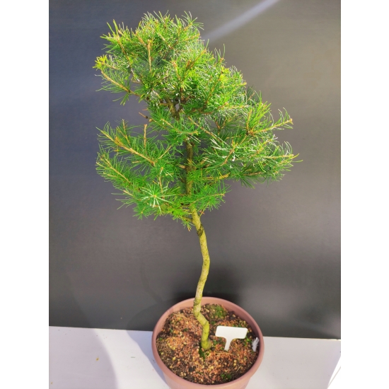 Żywe Drzewko Bonsai Modrzew Europejski Larix Decidua Prezent 10-letni 129