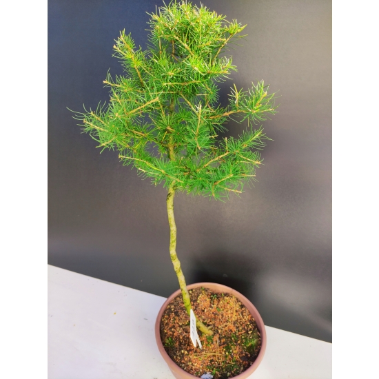 Żywe Drzewko Bonsai Modrzew Europejski Larix Decidua Prezent 10-letni 129