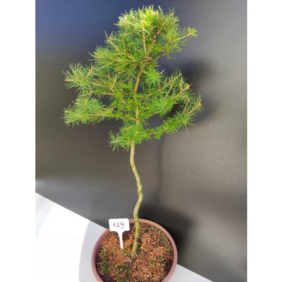 Żywe Drzewko Bonsai Modrzew Europejski Larix Decidua Prezent 10-letni 129
