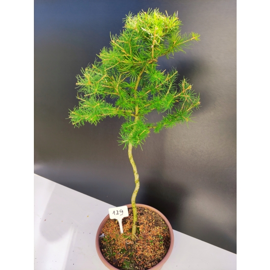 Żywe Drzewko Bonsai Modrzew Europejski Larix Decidua Prezent 10-letni 129