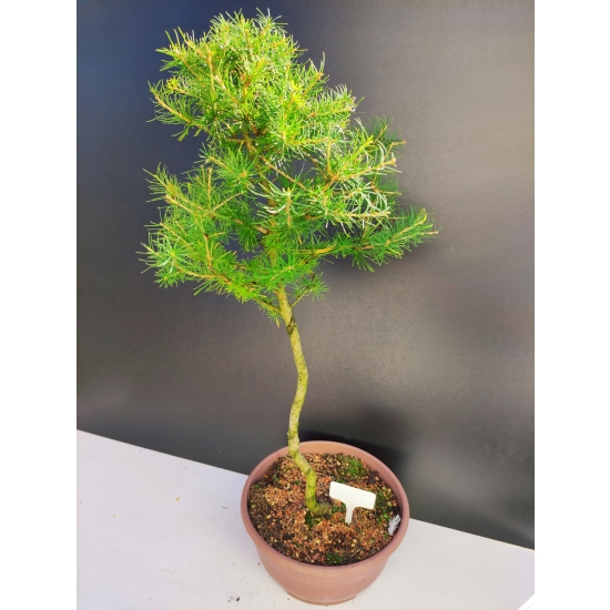 Żywe Drzewko Bonsai Modrzew Europejski Larix Decidua Prezent 10-letni 129