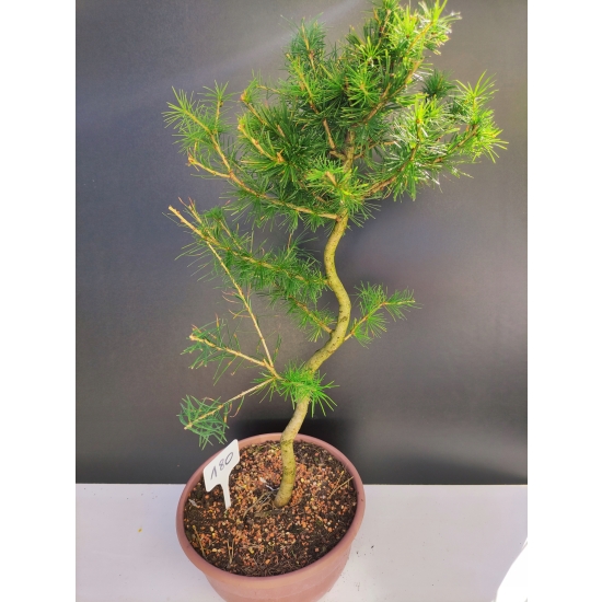 Żywe Drzewko Bonsai Modrzew Europejski Larix Decidua Prezent 10-letni 180A