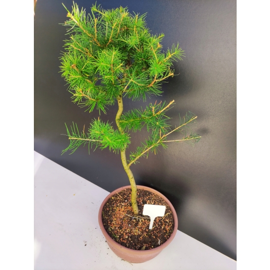 Żywe Drzewko Bonsai Modrzew Europejski Larix Decidua Prezent 10-letni 180A
