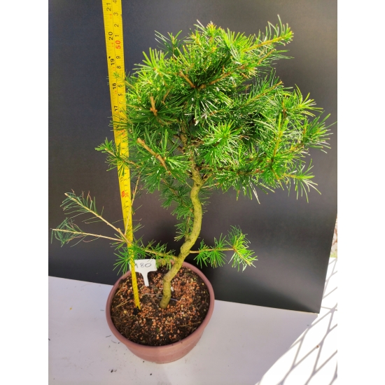 Żywe Drzewko Bonsai Modrzew Europejski Larix Decidua Prezent 10-letni 180A