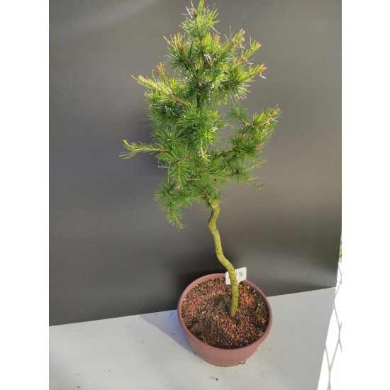 Żywe Drzewko Bonsai Modrzew Europejski Larix Decidua Prezent 10-letni 187