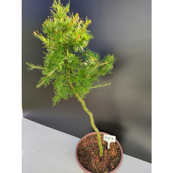 Żywe Drzewko Bonsai Modrzew Europejski Larix Decidua Prezent 10-letni 187