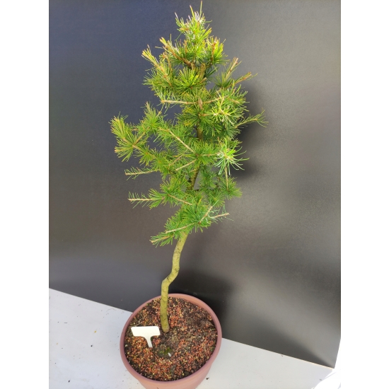 Żywe Drzewko Bonsai Modrzew Europejski Larix Decidua Prezent 10-letni 187