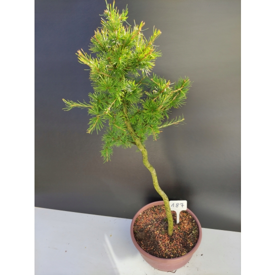 Żywe Drzewko Bonsai Modrzew Europejski Larix Decidua Prezent 10-letni 187