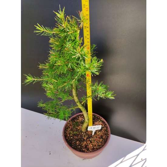 Żywe Drzewko Bonsai Modrzew Europejski Larix Decidua Prezent 10-letni 185