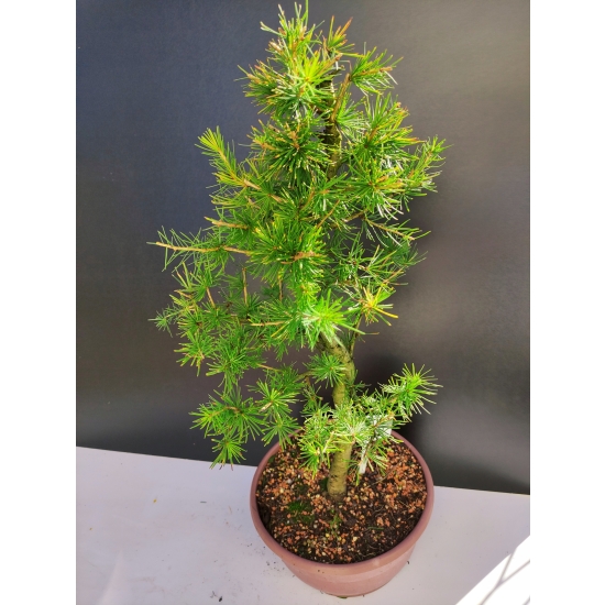 Żywe Drzewko Bonsai Modrzew Europejski Larix Decidua Prezent 10-letni 185