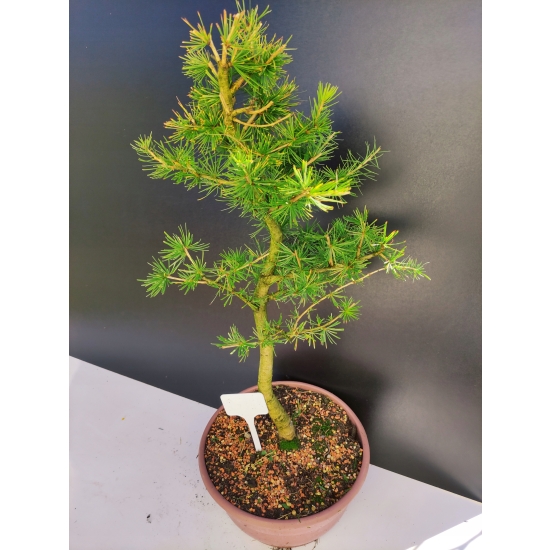 Żywe Drzewko Bonsai Modrzew Europejski Larix Decidua Prezent 10-letni 185
