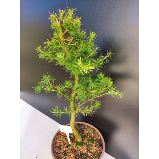 Żywe Drzewko Bonsai Modrzew Europejski Larix Decidua Prezent 10-letni 185