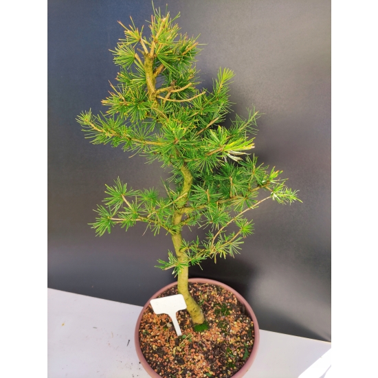 Żywe Drzewko Bonsai Modrzew Europejski Larix Decidua Prezent 10-letni 185