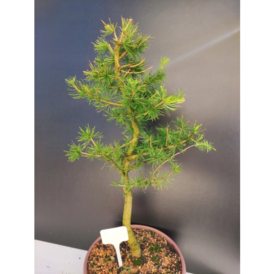Żywe Drzewko Bonsai Modrzew Europejski Larix Decidua Prezent 10-letni 185