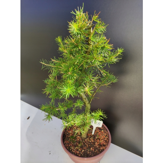 Żywe Drzewko Bonsai Modrzew Europejski Larix Decidua Prezent 10-letni 185