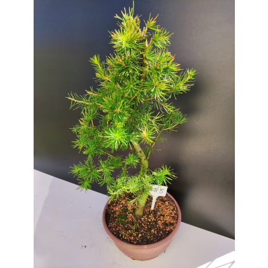 Żywe Drzewko Bonsai Modrzew Europejski Larix Decidua Prezent 10-letni 185