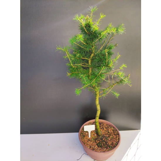 Żywe Drzewko Bonsai Modrzew Europejski Larix Decidua Prezent 10-letni 151