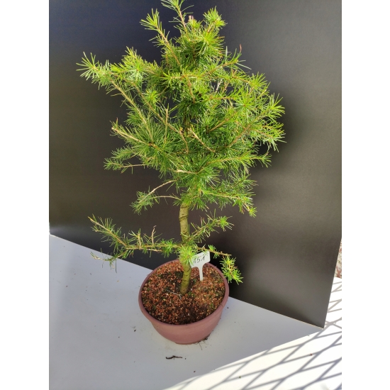 Żywe Drzewko Bonsai Modrzew Europejski Larix Decidua Prezent 10-letni 151