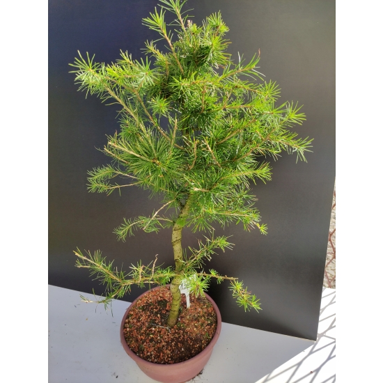 Żywe Drzewko Bonsai Modrzew Europejski Larix Decidua Prezent 10-letni 151