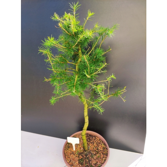 Żywe Drzewko Bonsai Modrzew Europejski Larix Decidua Prezent 10-letni 151