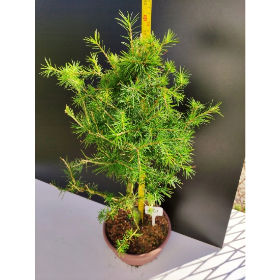 Żywe Drzewko Bonsai Modrzew Europejski Larix Decidua Prezent 10-letni 151