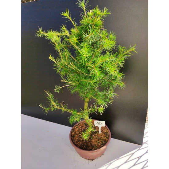 Żywe Drzewko Bonsai Modrzew Europejski Larix Decidua Prezent 10-letni 151