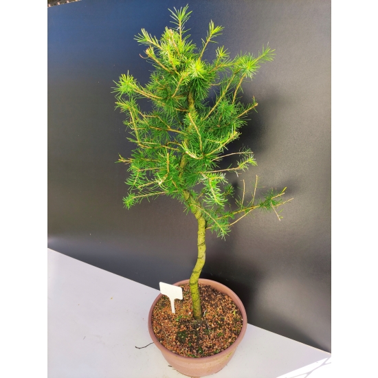 Żywe Drzewko Bonsai Modrzew Europejski Larix Decidua Prezent 10-letni 151