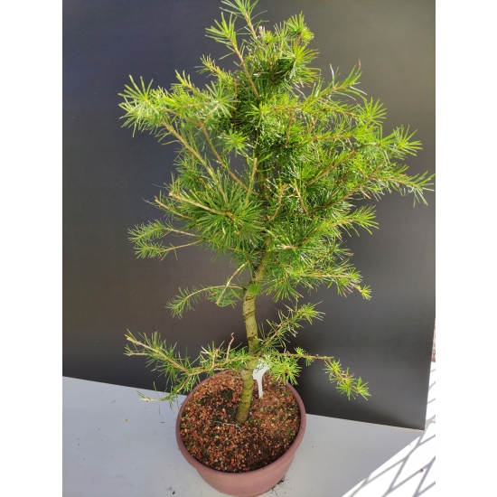 Żywe Drzewko Bonsai Modrzew Europejski Larix Decidua Prezent 10-letni 151