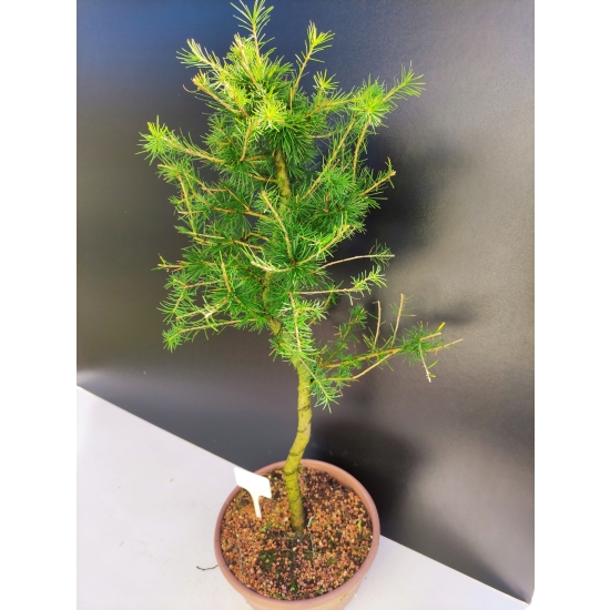 Żywe Drzewko Bonsai Modrzew Europejski Larix Decidua Prezent 10-letni 151