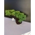 Żywe Drzewko Bonsai Jałowiec Rozesłany Procumbens 10-letni +GRATIS 446