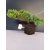 Żywe Drzewko Bonsai Jałowiec Rozesłany Procumbens 10-letni +GRATIS 446