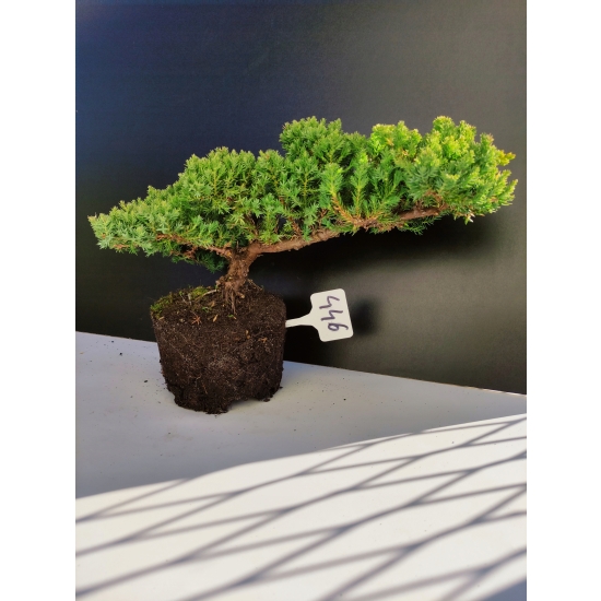 Żywe Drzewko Bonsai Jałowiec Rozesłany Procumbens 10-letni +GRATIS 446
