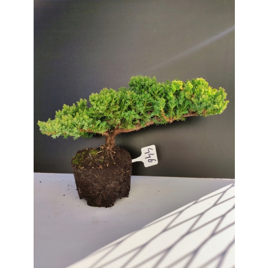 Żywe Drzewko Bonsai Jałowiec Rozesłany Procumbens 10-letni +GRATIS 446