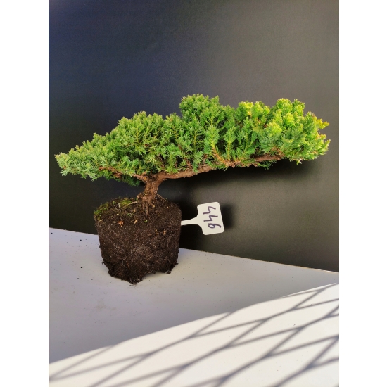 Żywe Drzewko Bonsai Jałowiec Rozesłany Procumbens 10-letni +GRATIS 446