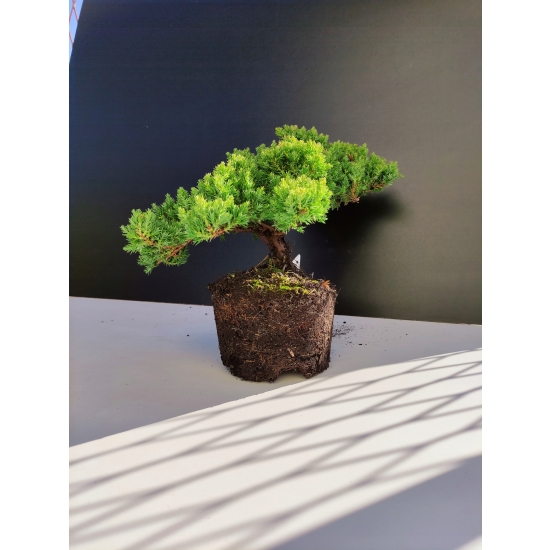 Żywe Drzewko Bonsai Jałowiec Rozesłany Procumbens 10-letni +GRATIS 446